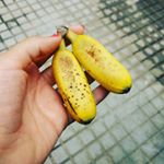 Giant avocados and tiny bananas, gotta love Guatemala. +🥑= Giant avocados and tiny bananas, gotta love Guatemala. +🥑=