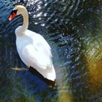 Saw this beaut at the pond today with 3yr old Harry.. Here's a fun fact about Swans: "Swans are highly intelligent and remember who has been kind to them, or not." . Welp, Harry... I know you didn't mean to ruffle any feathers but I don't think he appreciated that stick-throwing game you had going on... Don't think we'll be asked back to the pond for a while. . . No matter though Harry, you totally sWON..🦆 . #swan #instanature #whiteswan #swanlake #babysitting #boyswillbeboys #wmh #spring #liveauthentic Saw this beaut at the pond today with 3yr old Harry.. Here's a fun fact about Swans: "Swans are highly intelligent and remember who has been kind to them, or not." . Welp, Harry... I know you didn't mean to ruffle any feathers but I don't think he appreciated that stick-throwing game you had going on... Don't think we'll be asked back to the pond for a while. . . No matter though Harry, you totally sWON..🦆 . #swan #instanature #whiteswan #swanlake #babysitting #boyswillbeboys #wmh #spring #liveauthentic